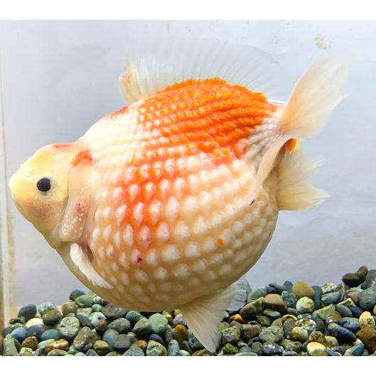 金魚 一点物 木村養魚場 ピンポンパール 親 2番 生体 Sc 101 Shiropin アクアペットサービス ヤフー店 通販 Yahoo ショッピング