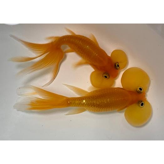 金魚 中国産 水泡眼 赤 M 1匹 [生体] : アクアペットサービス ヤフー店 