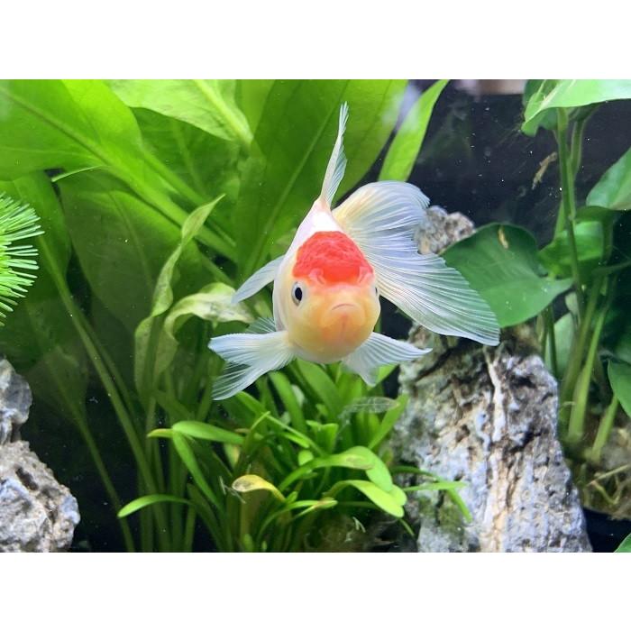 金魚 国産 丹頂 SM 3匹 生体 : アクアペットサービス ヤフー店