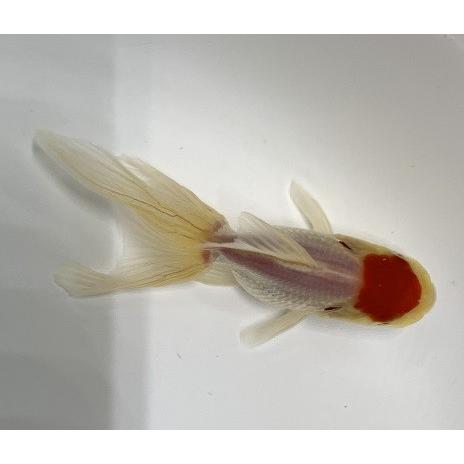 金魚 国産丹頂（高頭）SM 3匹 生体 : アクアペットサービス ヤフー店