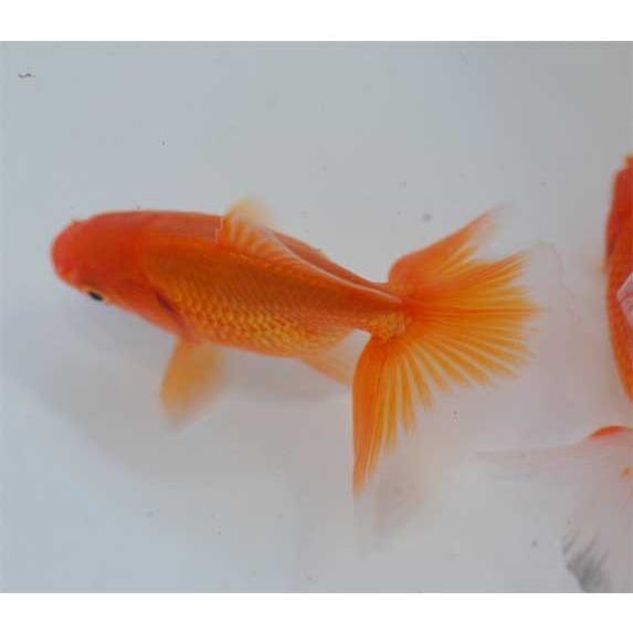 土佐錦魚（トサキン）  （約4〜5cm) [生体]｜aquapet