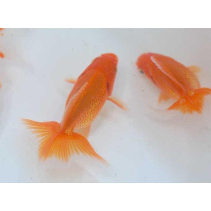 土佐錦魚（トサキン）  （約4〜5cm) [生体]｜aquapet｜03