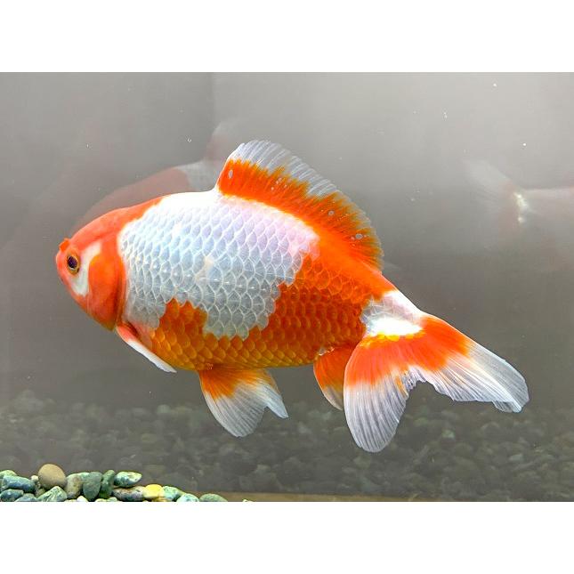 【金魚】【特価】志村養魚場　更紗和金　LL　1匹【生体】｜aquapet｜04