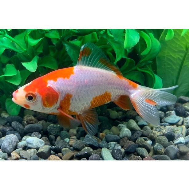 金魚 平賀養魚場 更紗和金 SM 3匹 生体 : アクアペットサービス ヤフー