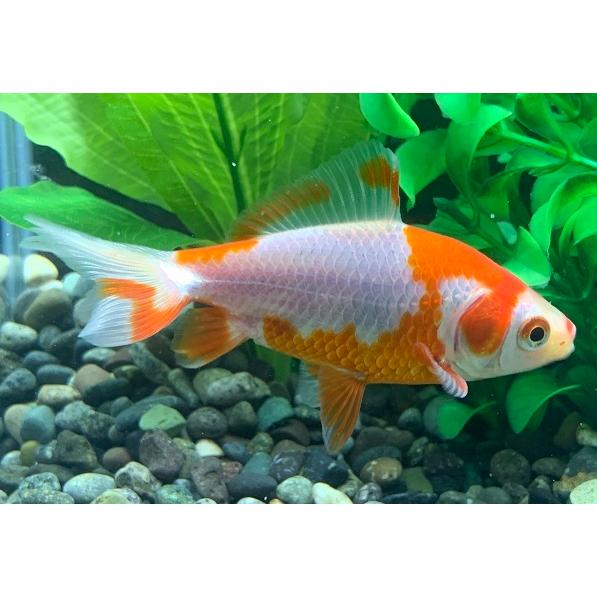 金魚 平賀養魚場 更紗和金 SM 3匹 生体 : アクアペットサービス