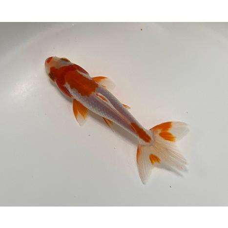 金魚 平賀養魚場 更紗和金 SM 3匹 生体 : アクアペットサービス ヤフー