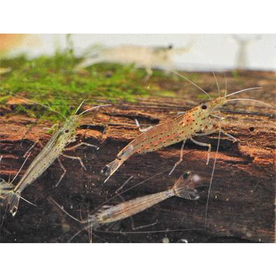 甲殻類 ヤマトヌマエビ 10匹 生体 Sc 101 Yamato10 アクアペットサービス ヤフー店 通販 Yahoo ショッピング