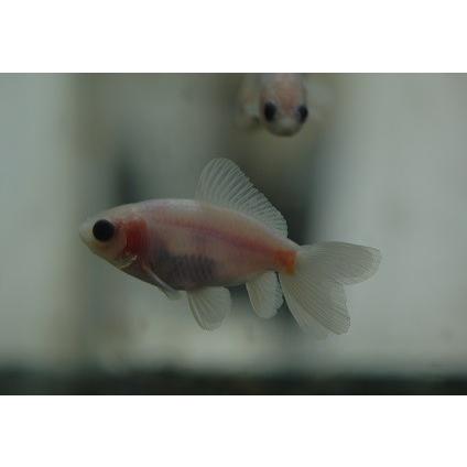 国産金魚 シルク地金 大きさ 約6cm Sc 101 Zigin Shiruk アクアペットサービス ヤフー店 通販 Yahoo ショッピング