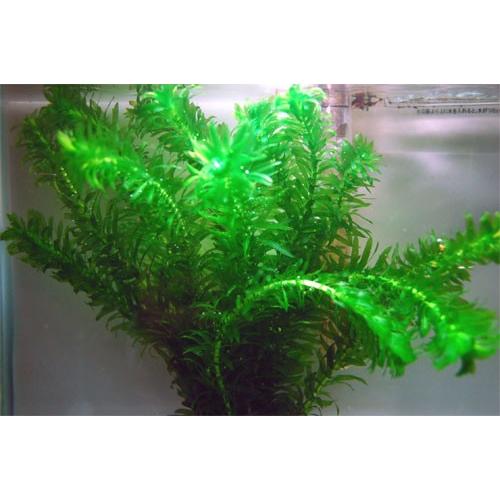 水草 アナカリス 鉛巻き 1束 約10本 生体 Sc 102 10 アクアペットサービス ヤフー店 通販 Yahoo ショッピング