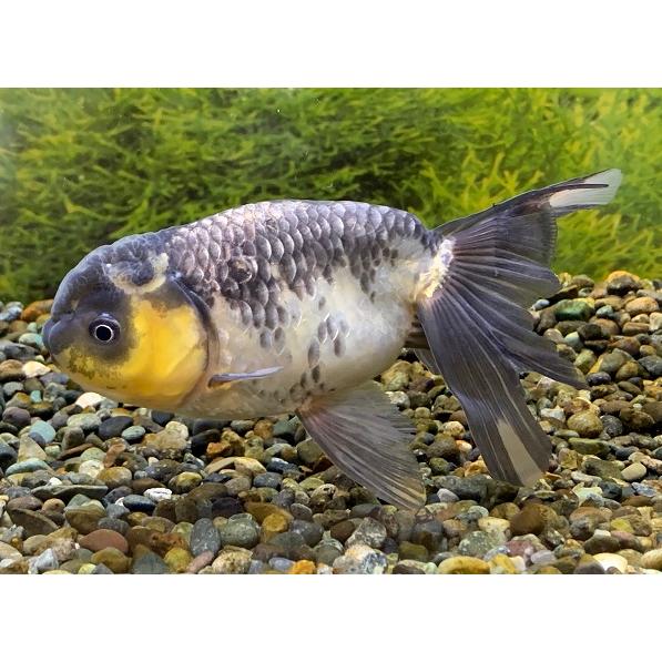 金魚 深見養魚場 青秋錦 M 1匹 生体 Sc Ao Shuukin 16 アクアペットサービス ヤフー店 通販 Yahoo ショッピング