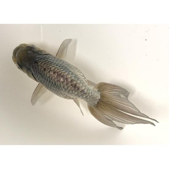 P10倍大感謝セール12 25まで 金魚 深見養魚場 青秋錦 M 1匹 生体 Sc Ao Shuukin 16 アクアペットサービス ヤフー店 通販 Yahoo ショッピング
