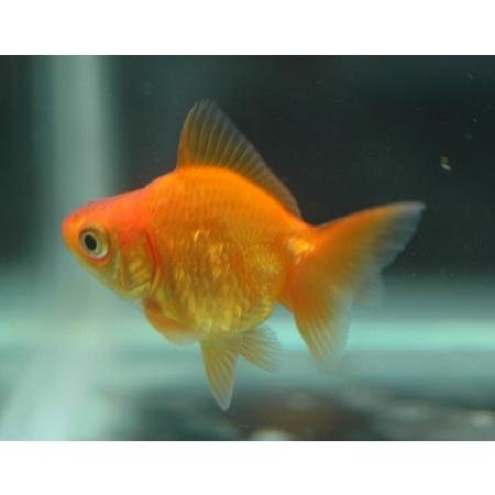 金魚 だるま琉金 赤 大きさ 4cm 生体 Sc D Ryu Aka アクアペットサービス ヤフー店 通販 Yahoo ショッピング