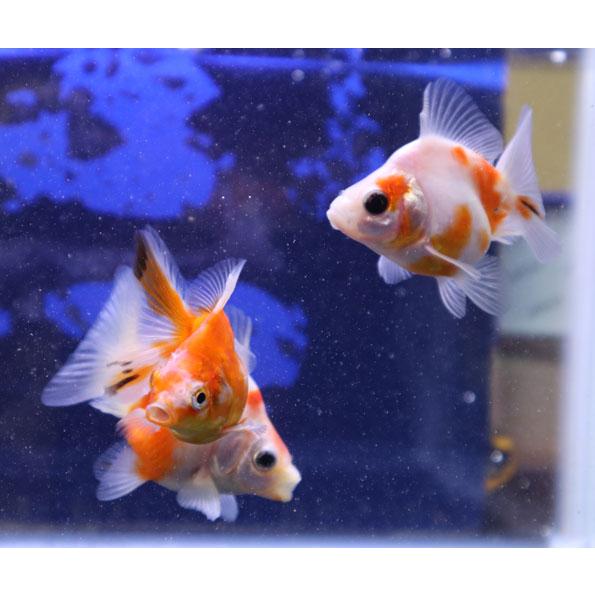 金魚 だるま琉金 桜 2025年1月29日入荷 [生体] : アクアペットサービス