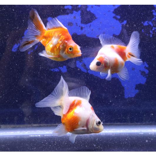 金魚 だるま琉金 桜 2025年1月29日入荷 [生体] : アクアペットサービス