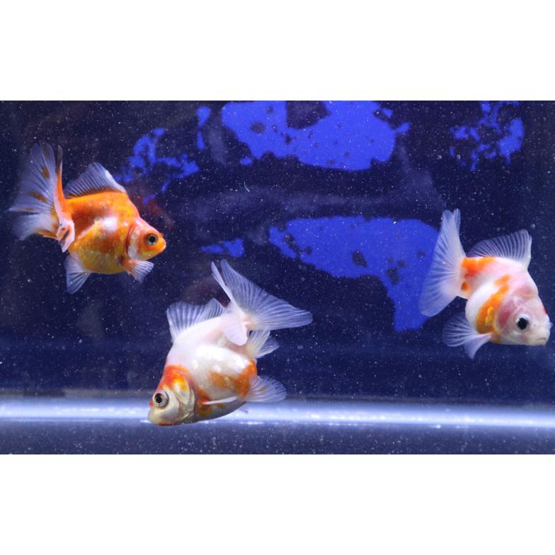 金魚 だるま琉金 桜 2025年1月29日入荷 [生体] : アクアペットサービス