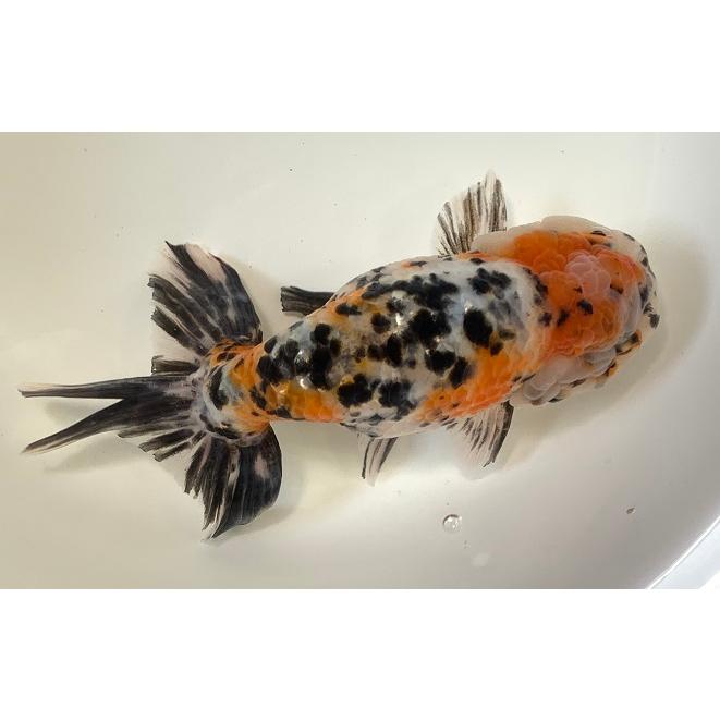 一点物 志村養魚場 親 江戸錦 極上 生体 Sc Edcosan A アクアペットサービス ヤフー店 通販 Yahoo ショッピング