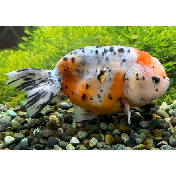 P10倍大感謝セール12 25まで 金魚 一点物 志村養魚場 江戸錦 親 2番目 生体 Sc Edcosan B アクアペットサービス ヤフー店 通販 Yahoo ショッピング