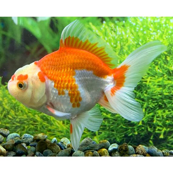 お1人様1点限り 金魚 飯田養魚場 更紗オランダ Sm 1匹 生体