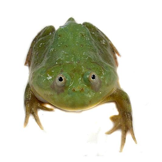 両生類 マルメタピオカガエル バジェットガエル Cb 1匹 生体 Sd Fn 100 アクアペットサービス ヤフー店 通販 Yahoo ショッピング