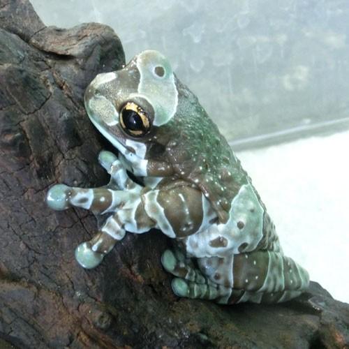 現金特価 ミルキーツリーフロッグ ベビー 美しい Www Muslimaidusa Org