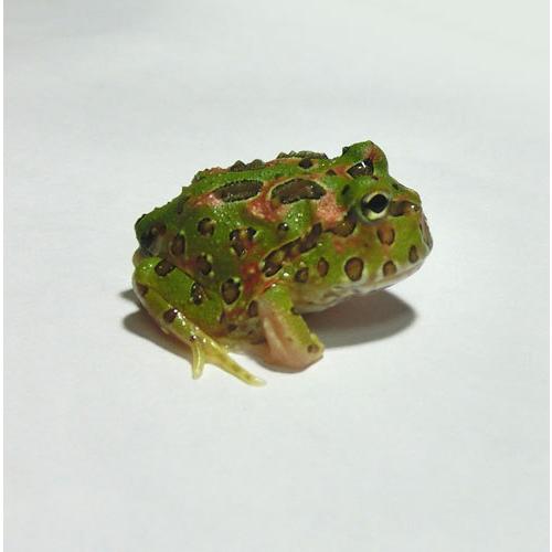 両生類 一点物 ベルツノガエル 1匹 2 生体 Sg 100 Berutuno 2 アクアペットサービス ヤフー店 通販 Yahoo ショッピング