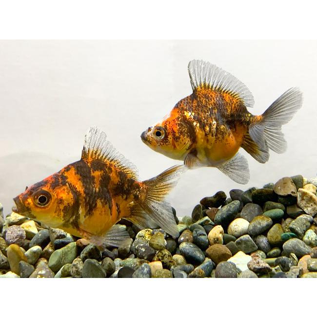 白だるま琉金 ｌ 少緋入り 個体サイズ約9ｃｍ前後 生体 Siro Daruma Ryuukin アクアペットサービス ヤフー店 通販 Yahoo ショッピング