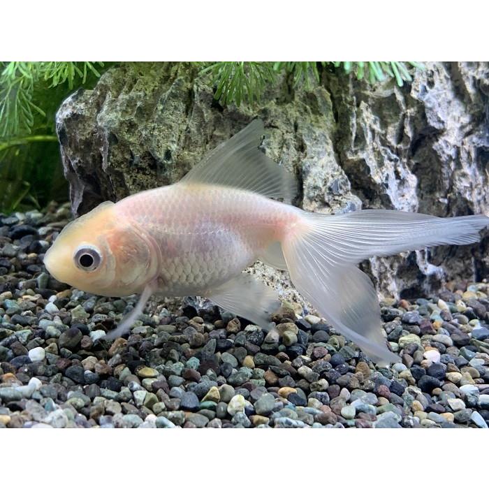 金魚・白 金魚 白オランダ SM 個体サイズ：約4〜6cm 生体 : アクアペット
