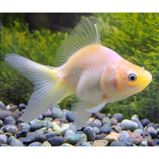 金魚 中国産 白琉金 少緋入り SM 1匹 生体 : アクアペットサービス