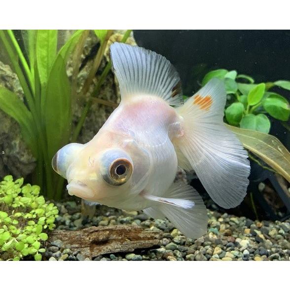 白蝶尾 M上物 個体サイズ約 約5 6ｃｍ 生体 10 31限定ポイント5倍 Siro Tyoubi M アクアペットサービス ヤフー店 通販 Yahoo ショッピング