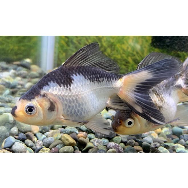 金魚】国産 白黒オランダ 1匹 【生体】 : アクアペットサービス 金魚】国産 白黒オランダ 1匹 【生体】 : アクアペットサービス