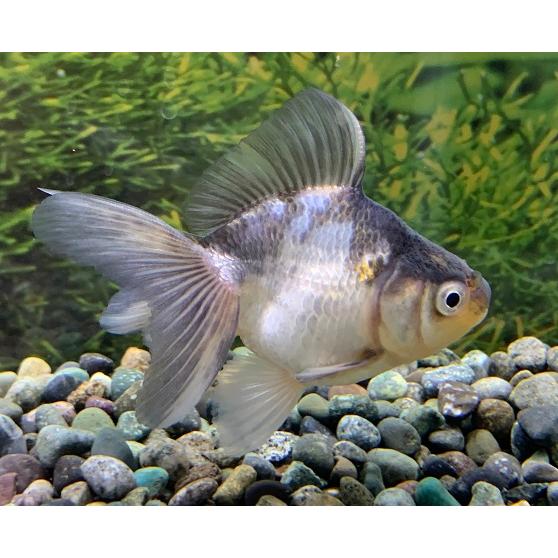 金魚】国産 白黒オランダ 1匹 【生体】 : アクアペットサービス 金魚】国産 白黒オランダ 1匹 【生体】 : アクアペットサービス