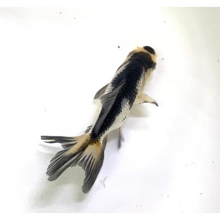 金魚】国産 白黒オランダ 1匹 【生体】 : アクアペットサービス 金魚】国産 白黒オランダ 1匹 【生体】 : アクアペットサービス
