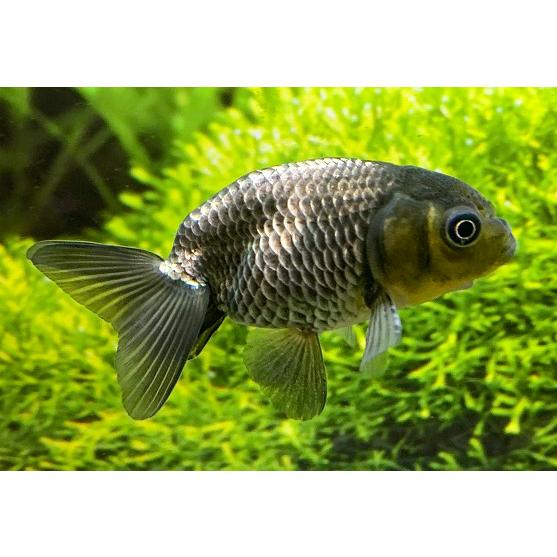 金魚 深見養魚場 青らんちゅう 二才 1匹 生体 Sirokuro Panda Rantyu アクアペットサービス ヤフー店 通販 Yahoo ショッピング