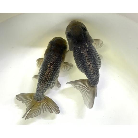 金魚】深見養魚場 青らんちゅう L 1匹【生体】 : アクアペットサービス 