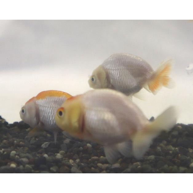 金魚】中国産 白らんちゅう 少緋入り SM 1匹 生体 : アクアペット