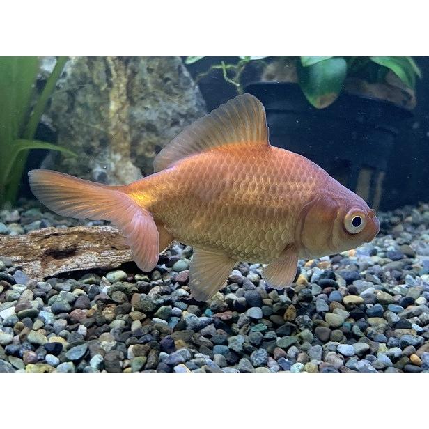 新作 金魚 江戸川産 茶和金 Sm 1匹 生体 9 30まで3980円以上送料無料 送料無料 当日発送可能