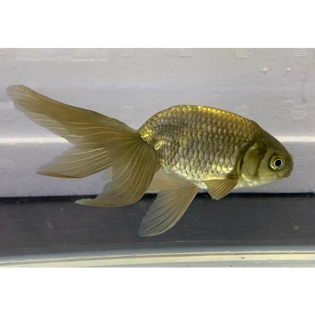 金魚】【生体】国産 津軽錦 二才 1匹 : アクアペットサービス ヤフー店