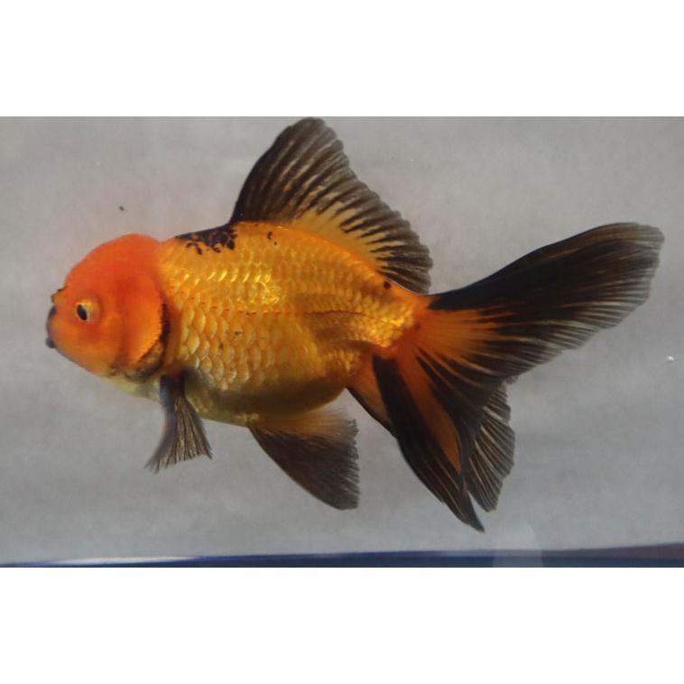 中国産 タイガーオランダ ショートテール Ml 1匹 生体 T Tora Oranda Ml アクアペットサービス ヤフー店 通販 Yahoo ショッピング