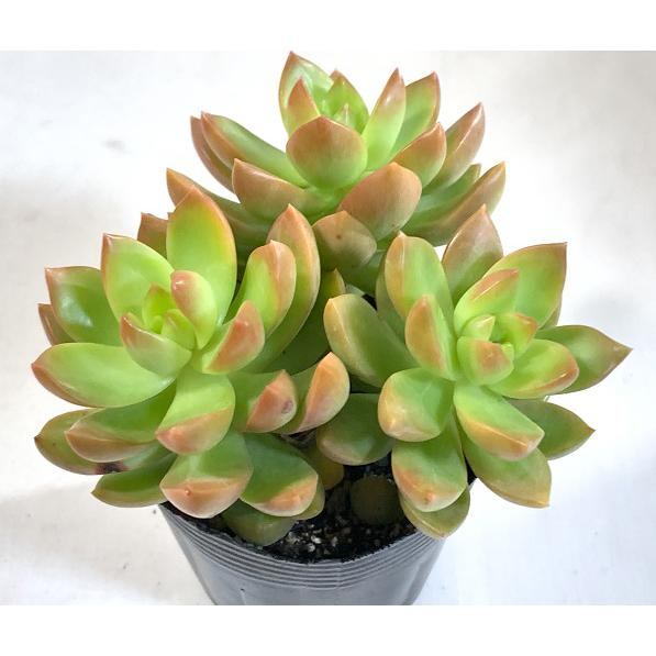 多肉植物 多肉植物 オウレイ Pot 生体 Taniku Plant 18 アクアペットサービス ヤフー店 通販 Yahoo ショッピング