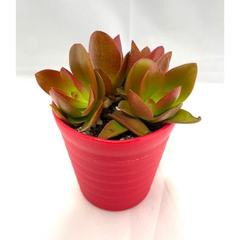 多肉植物 多肉植物 火祭り Pot 生体 Taniku Plant アクアペットサービス ヤフー店 通販 Yahoo ショッピング