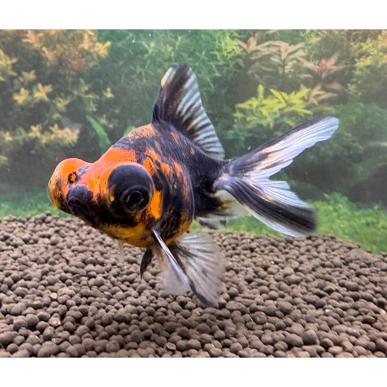 一点物】【金魚】中国産 タイガー出目金 M : アクアペットサービス