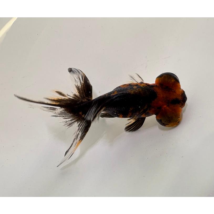 出目金ちゃま 一点物】【金魚】中国産 タイガー出目金 M : アクアペットサービス