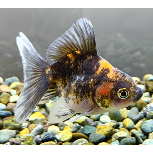 【倍倍ストアP5倍】【金魚】【一点物】タイ産 ローズテールオランダ M 5番目【生体】|aquapet|02