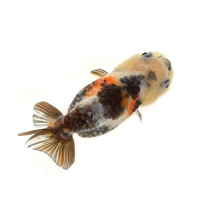 金魚 一点物 中国産 変わり江戸錦 パンダらんちゅう Ml 4番 生体 Tora Rantyu M アクアペットサービス ヤフー店 通販 Yahoo ショッピング