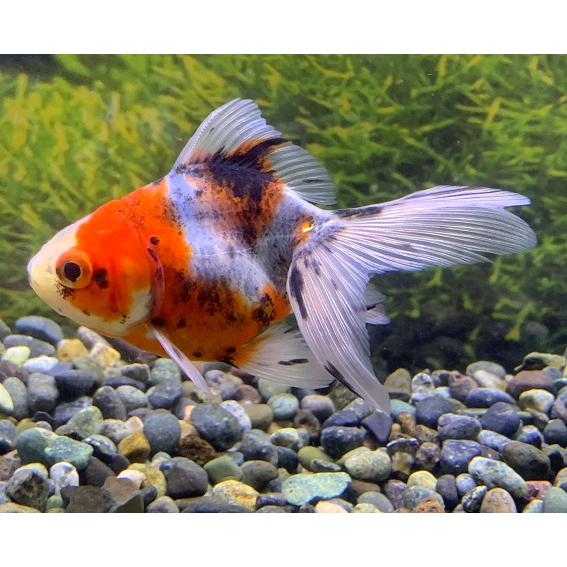 中国産 虎琉金 Sm 1匹 Kingsfirearmsandmore Com