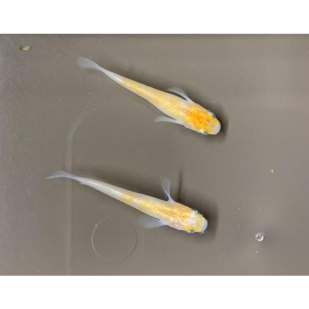 雲州三色メダカ 若魚 個体サイズ約：2〜3cm [生体] unsyusansyokumアクアペットサービス ヤフー店