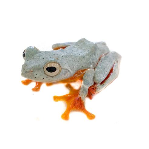 両生類 カエル ワキモンアオガエル M Wc 1匹 生体 Wakimon Frog 1 アクアペットサービス ヤフー店 通販 Yahoo ショッピング