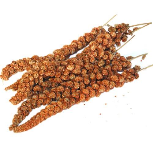 小鳥の餌 オリジナル 赤粟の穂 100g インコ餌 インコおやつ : アクア