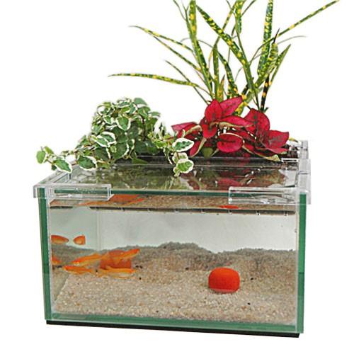 アクアテリア メダカ用 N190 観葉植物3個 白メダカ3匹セット Z アクアペットサービス ヤフー店 通販 Yahoo ショッピング