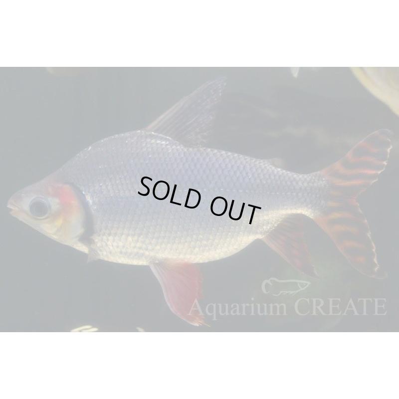 カラープロキロダス 40cm±